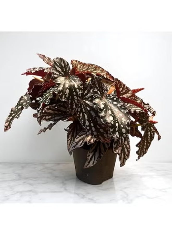 Spectrum 360 Live Begonia Maculata Indoor Plant Polka Dot Silver Spotted Leaves  Rare Tropical Decorative Houseplant  Low Maintenance Indoor Plant for Home & Office Décor - Image 2