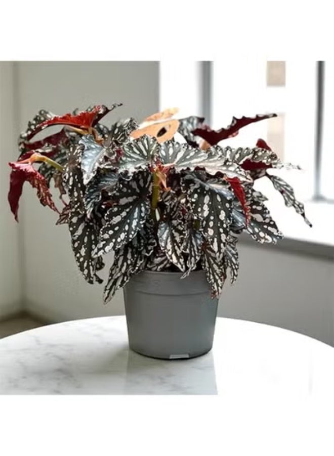 Spectrum 360 Live Begonia Maculata Indoor Plant Polka Dot Silver Spotted Leaves  Rare Tropical Decorative Houseplant  Low Maintenance Indoor Plant for Home & Office Décor - Image 3