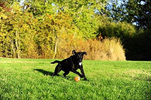 Chuckit! Dog Tennis Ball Dog Toy, Extra Large (3.5 Inch Diameter) for dogs 100+ lbs, Shrink Wrap Pack of 2 - Image 2