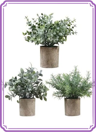 Potted plant