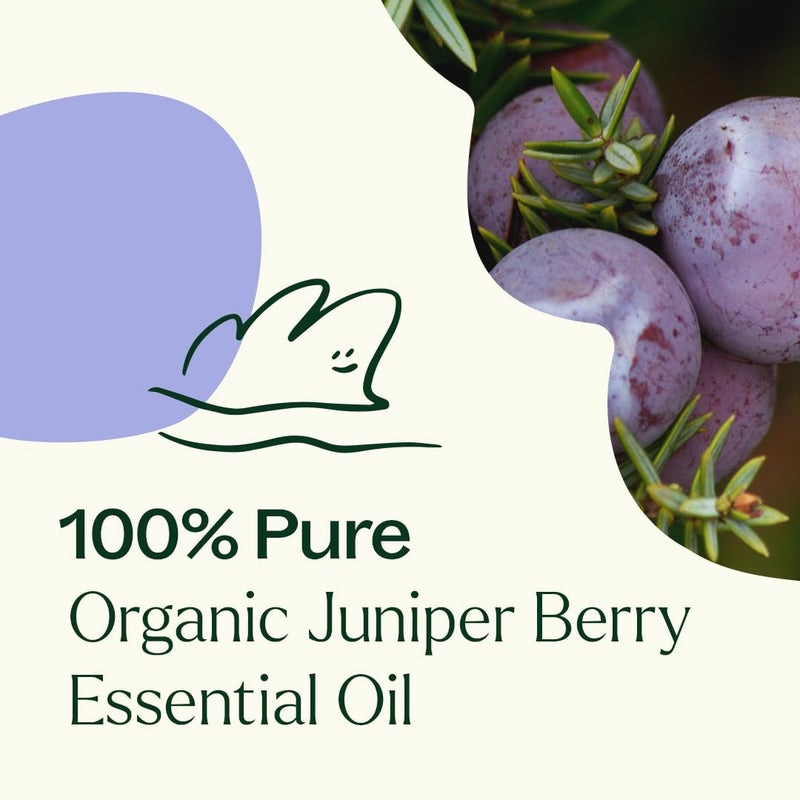 Plant Therapy Organic Juniper Berry Essential Oil 100% Pure, Undiluted, Natural Aromatherapy, Therapeutic Grade 10 mL (1/3 oz) - Image 5