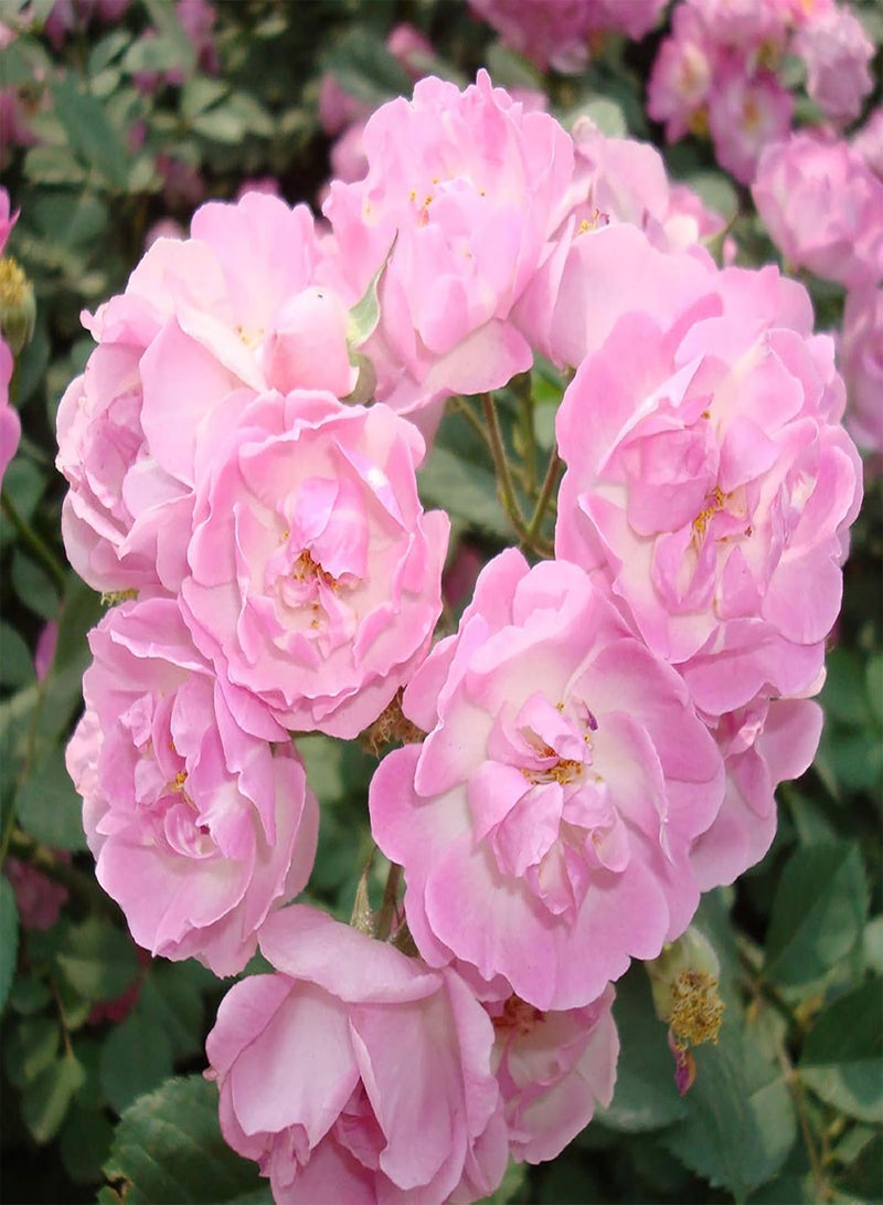 GGOOT Flowers Seeds 100Pcs/Bag Rosa Multiflora Seeds Viable Multi-use Climbing Type Flourishing Flower Seeds Fence Easy Sow for Garden Planting - Pink Rosa Multiflora Seeds - Image 1