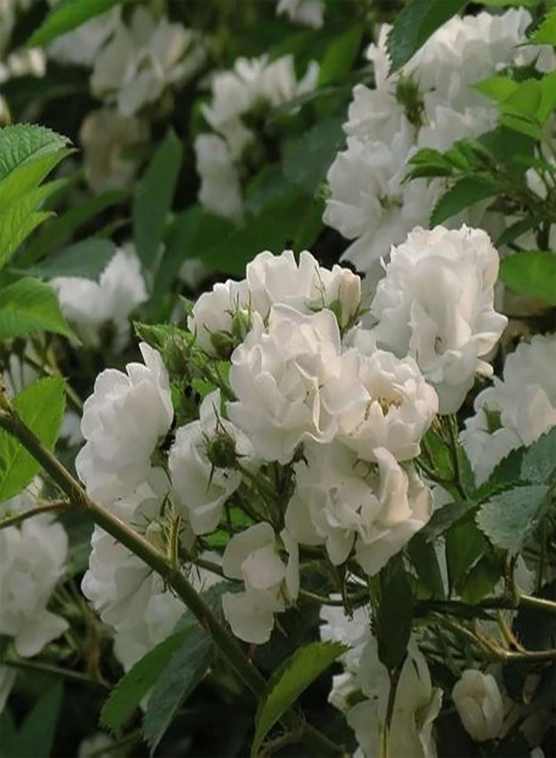 GGOOT Flowers Seeds 100Pcs/Bag Rosa Multiflora Seeds Viable Multi-use Climbing Type Flourishing Flower Seeds Fence Easy Sow for Garden Planting - Pink Rosa Multiflora Seeds - Image 2