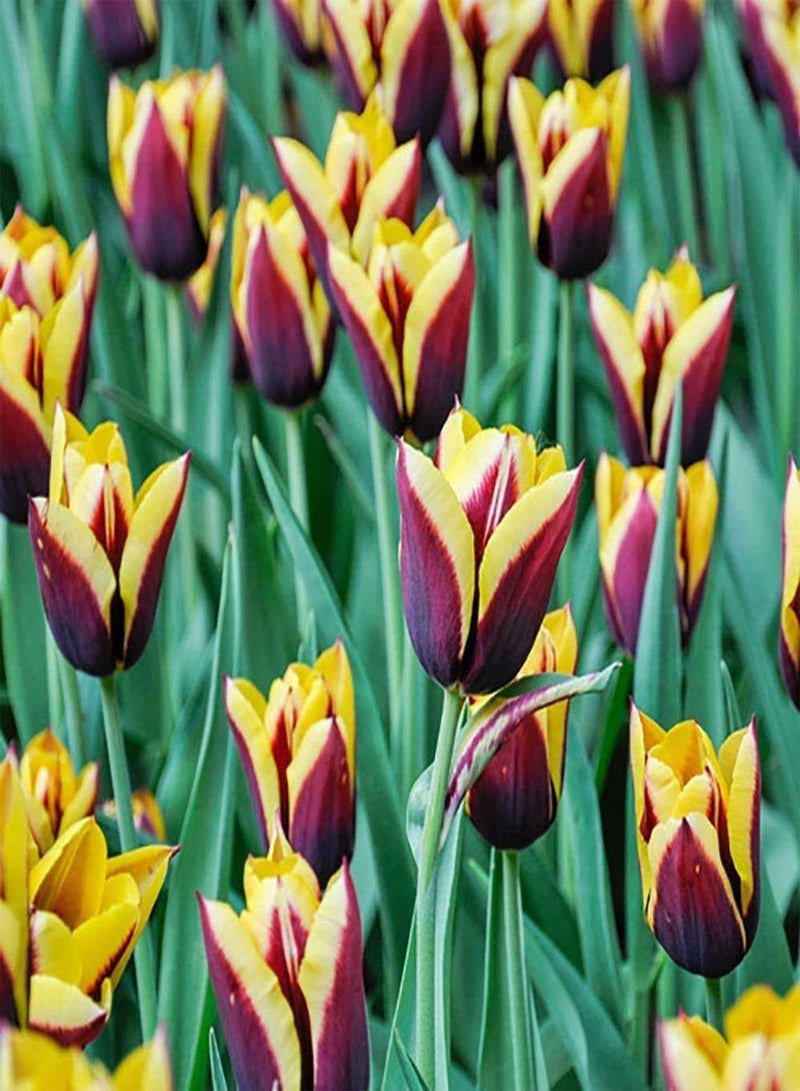 GGOOT 5Pcs Rare Tulip seeds Yellow Dark Red Stitching Unique Garden Landscape Perennial Heirloom Rhizomes for Home Planting - Image 2
