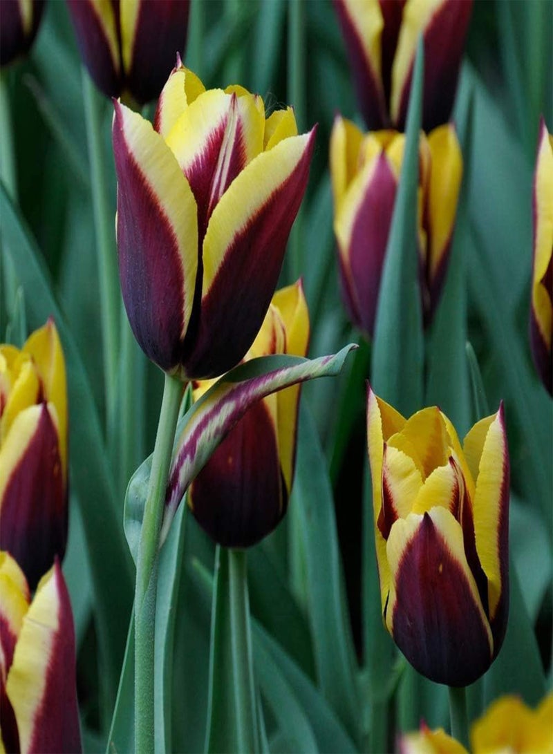 GGOOT 5Pcs Rare Tulip seeds Yellow Dark Red Stitching Unique Garden Landscape Perennial Heirloom Rhizomes for Home Planting - Image 1