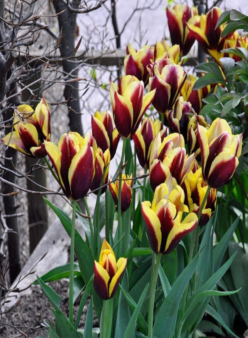 GGOOT 5Pcs Rare Tulip seeds Yellow Dark Red Stitching Unique Garden Landscape Perennial Heirloom Rhizomes for Home Planting - Image 3