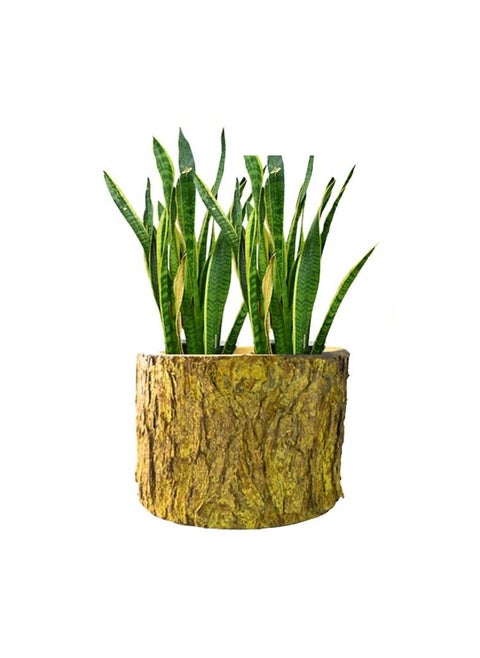 Natural handmade wood veneer planter pot from the heart of the tree