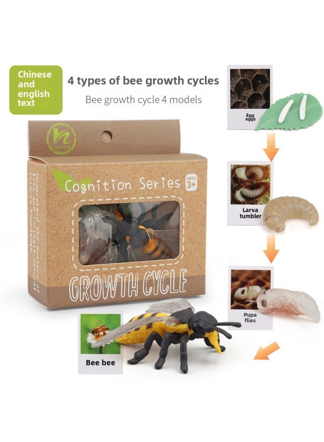 Realistic Simulation Animal Plant Models Toy Collection - Dinosaurs Dragons Unicorns Mermaids Sharks More-Color:PL127-2404 Bee Growth Cycle + Chinese Card + Color Box  - Image 1