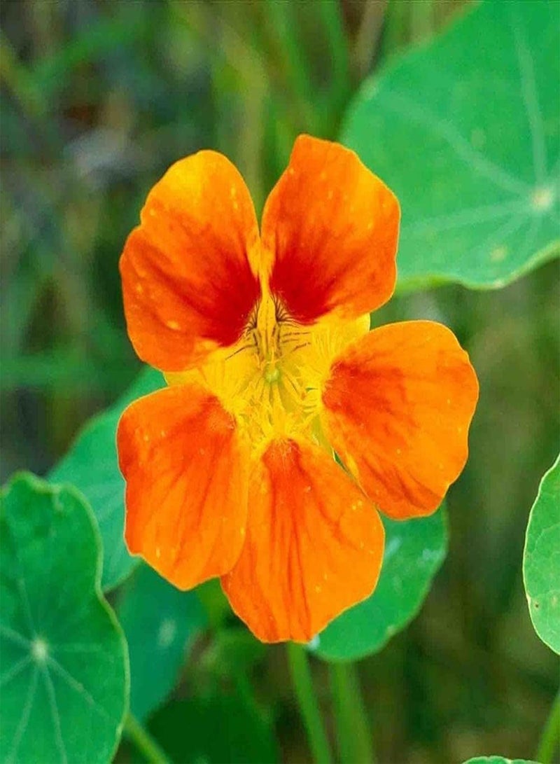 جي جوت 50 قطعة من بذور الكبوسين الموروثة، ازرع نباتاتك الخاصة لتغطية الأرض، أزهار برية تجذب الفراشات، النحل، تزين الفناء الخارجي - Image 2