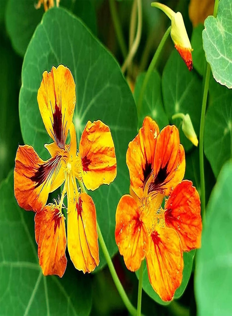 جي جوت 50 قطعة من بذور الكبوسين الموروثة، ازرع نباتاتك الخاصة لتغطية الأرض، أزهار برية تجذب الفراشات، النحل، تزين الفناء الخارجي - Image 3