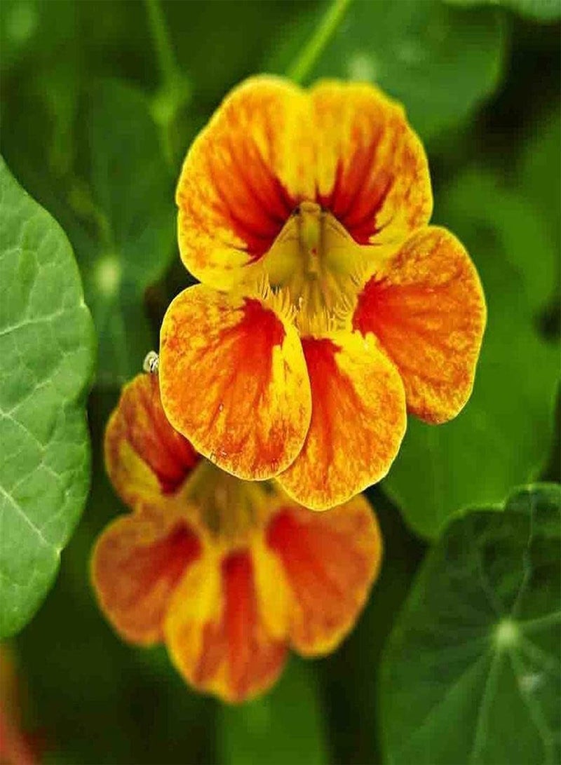 جي جوت 50 قطعة من بذور الكبوسين الموروثة، ازرع نباتاتك الخاصة لتغطية الأرض، أزهار برية تجذب الفراشات، النحل، تزين الفناء الخارجي - Image 1