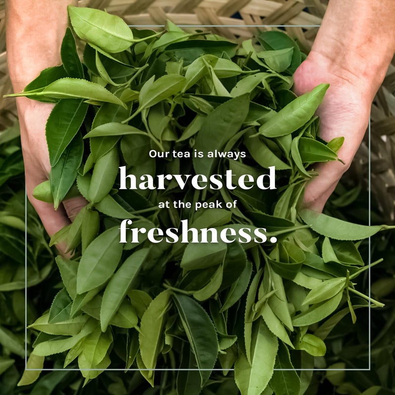 Uncle Lee's Tea Uncle Lee's Organic Green Tea Bags 4-Pack, 106-Count Super Packs - Bright & Refreshing, Lightly Caffeinated Bulk Tea for Home, Office, Camping - Image 5