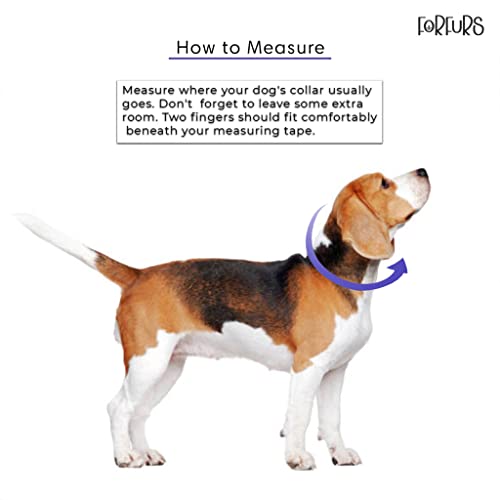 FORFURS Pin Buckle Dog Collar Neck Belt For Cats And Puppy-Extra Small, Cocktail Blue,33 cm,W_1.3 cm - Image 5