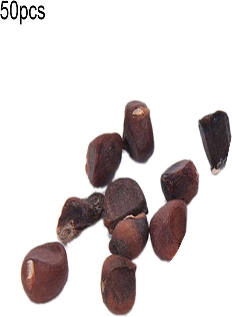 جي جوت بذور زهرة الأوركيد على شكل وجه قرد، تفضل أشعة الشمس، بذور إبداعية طويلة الأمد وسريعة النمو ومزدهرة للحديقة، مناسبة للفناء، باللون الوردي - Image 5