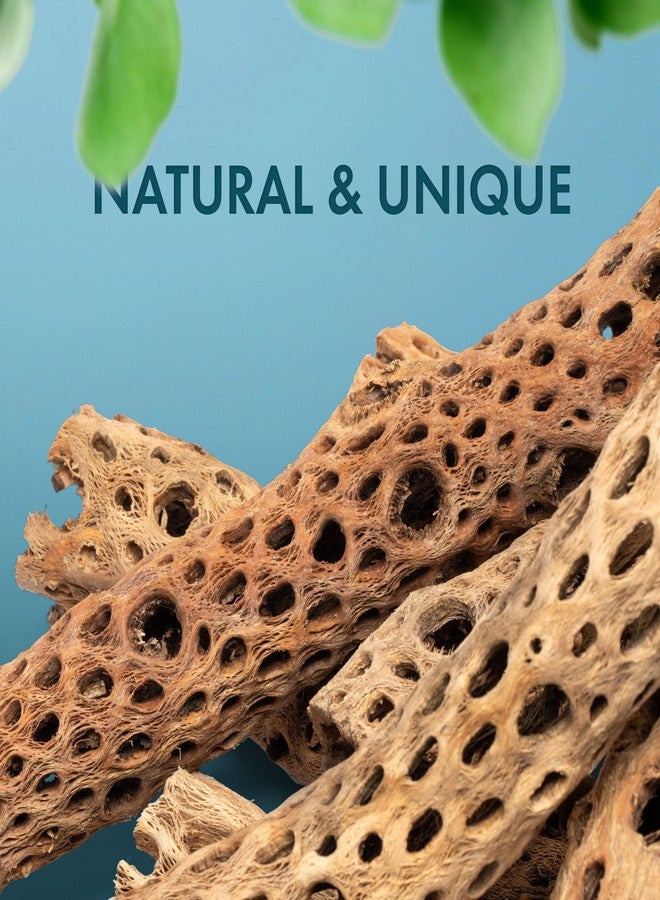 SubstrateSource Natural Cholla Wood - Driftwood for Aquariums, Air Plant Base, Hermit Crab and Freshwater Shrimp Hideout, Fish Tank Decoration, Chinchilla Chews, Reptile Habitat Wood - 6 Inch, 5pc - Image 5