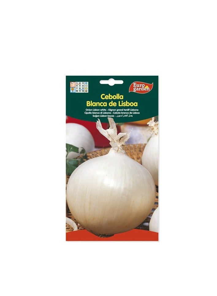 KNP Country White Onion Seeds - Big