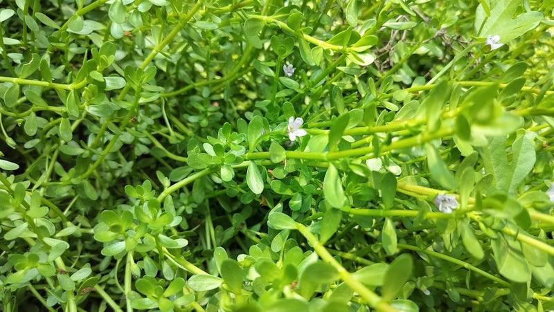 MERLI HERBS أوراق وسيقان البراهمي الطازجة 50 جرام عضوي نير براهمي عشبة أيورفيدا التقليدية - Image 1