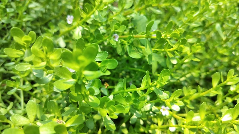 MERLI HERBS أوراق وسيقان البراهمي الطازجة 50 جرام عضوي نير براهمي عشبة أيورفيدا التقليدية - Image 2