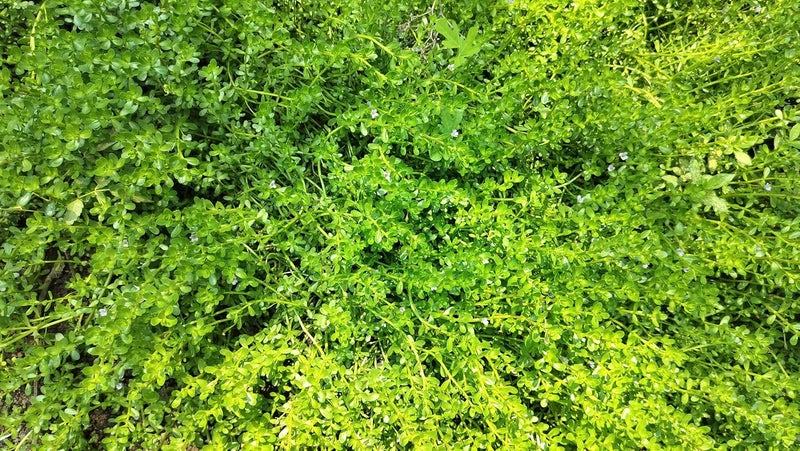 MERLI HERBS أوراق وسيقان البراهمي الطازجة 50 جرام عضوي نير براهمي عشبة أيورفيدا التقليدية - Image 3