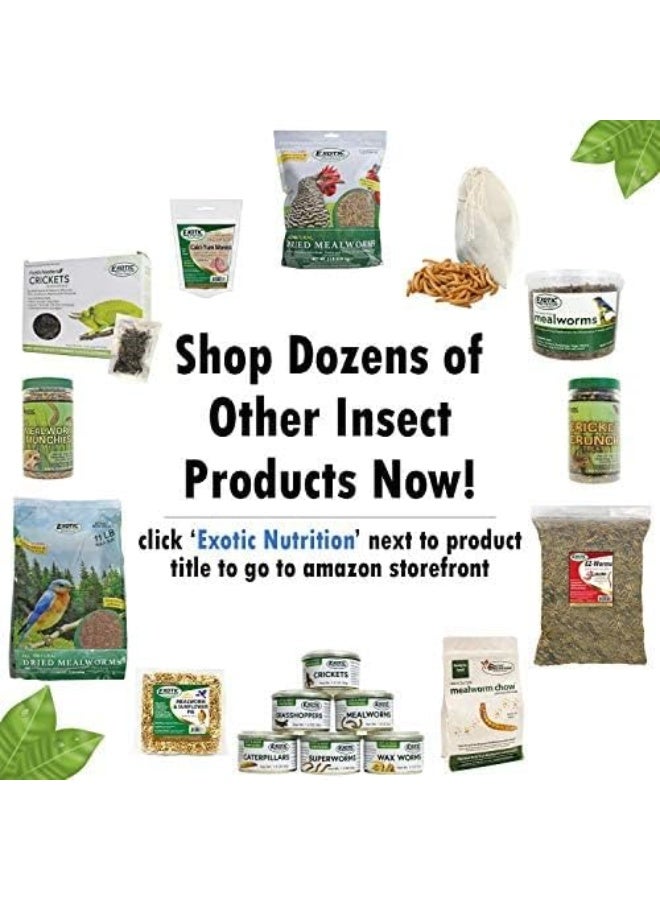 EXOTIC NUTRITION Exotic Nutrition Dried Black Soldier Fly Larvae 1.5 oz.  - Image 3