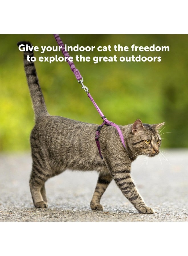 بيت سيف حزام ومقود مطاطي للقطط من PetSafe Come with Me، مقاس متوسط، أسود - Image 3