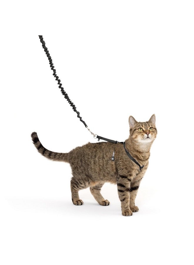 بيت سيف حزام ومقود مطاطي للقطط من PetSafe Come with Me، مقاس متوسط، أسود - Image 1