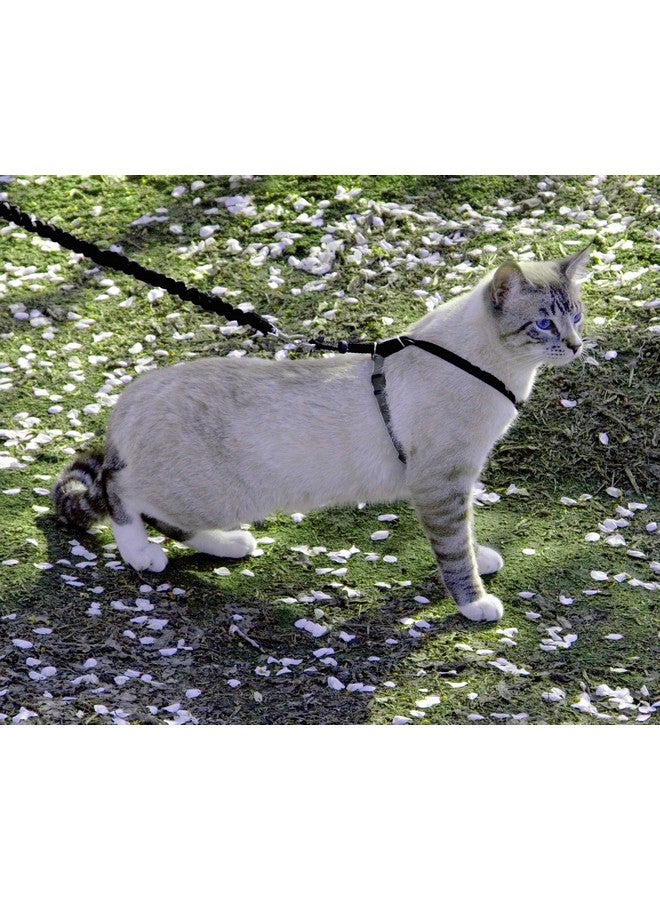 بيت سيف حزام ومقود مطاطي للقطط من PetSafe Come with Me، مقاس متوسط، أسود - Image 2