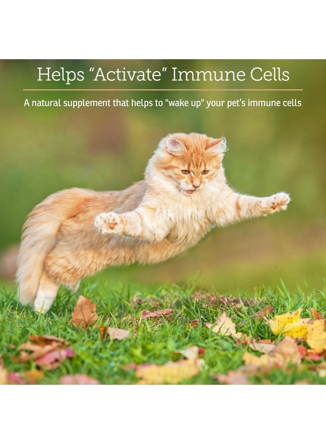 ركس فيتامينز فيتامينات Rx GlucaMune - مكمل غذائي لدعم مناعة الكلاب والقطط مع بيتا جلوكان - فيتامينات يومية للقطط المنزلية - يساعد في العناية بالجروح لدى القطط والكلاب، ويعزز صحة الأمعاء - 90 قرصًا - Image 3