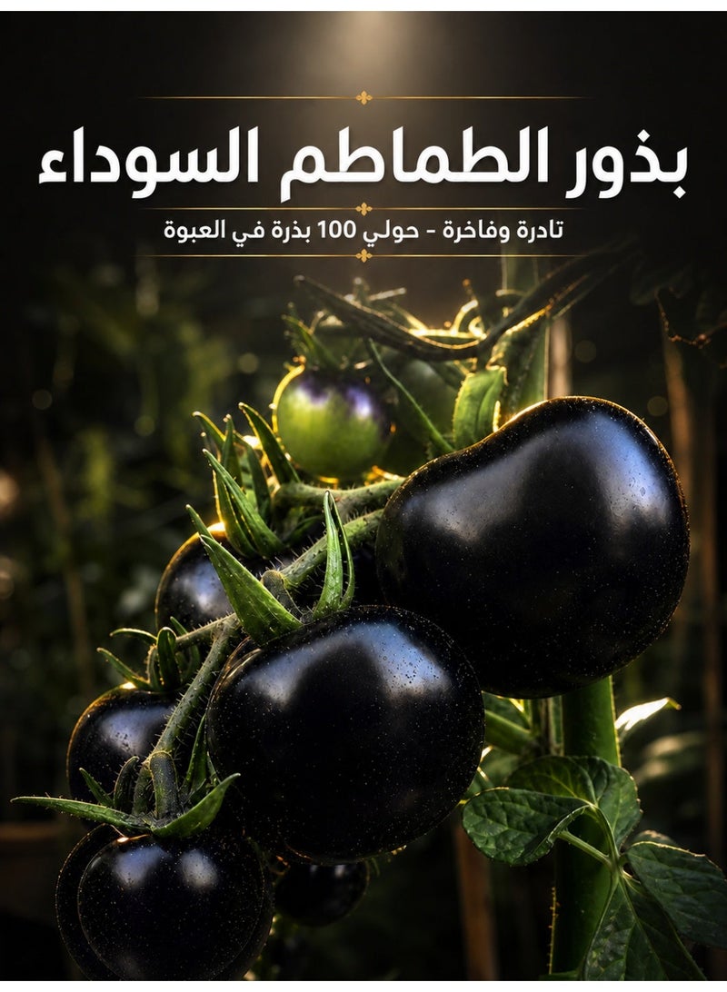 بذور الطماطم السوداء - مظهر داكن فريد ونكهة حلوة، سهلة النمو للحدائق المنزلية والشرفات، غنية بالفيتامينات والبوتاسيوم، دورة نمو قصيرة، مثالية للسلطات والطهي - Image 1