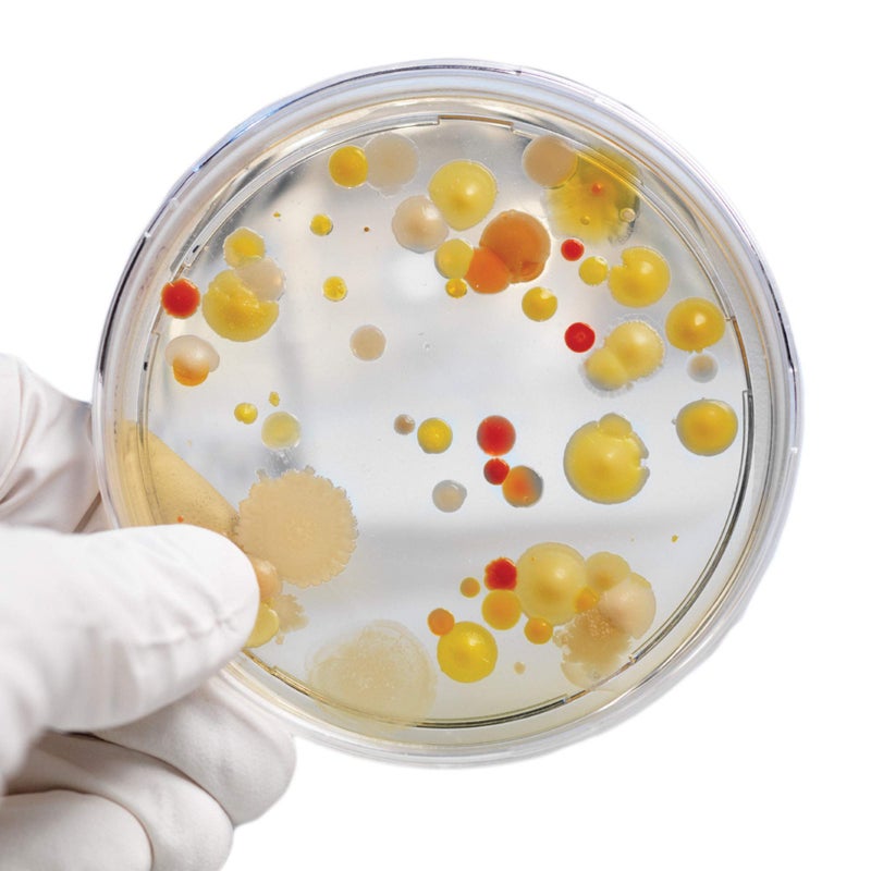 Steve Spangler Science Steve Spangler's Growing Bacteria Science Experiment Kit  - Image 1