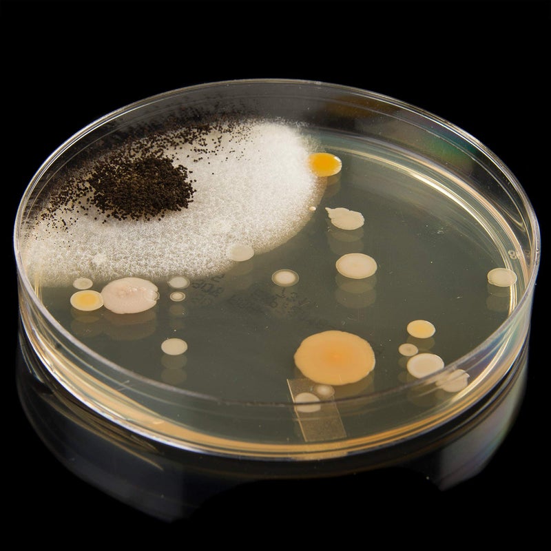 Steve Spangler Science Steve Spangler's Growing Bacteria Science Experiment Kit  - Image 3