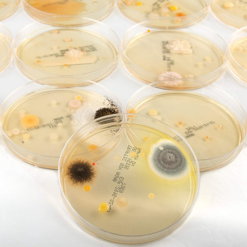 Steve Spangler Science Steve Spangler's Growing Bacteria Science Experiment Kit  - Image 4