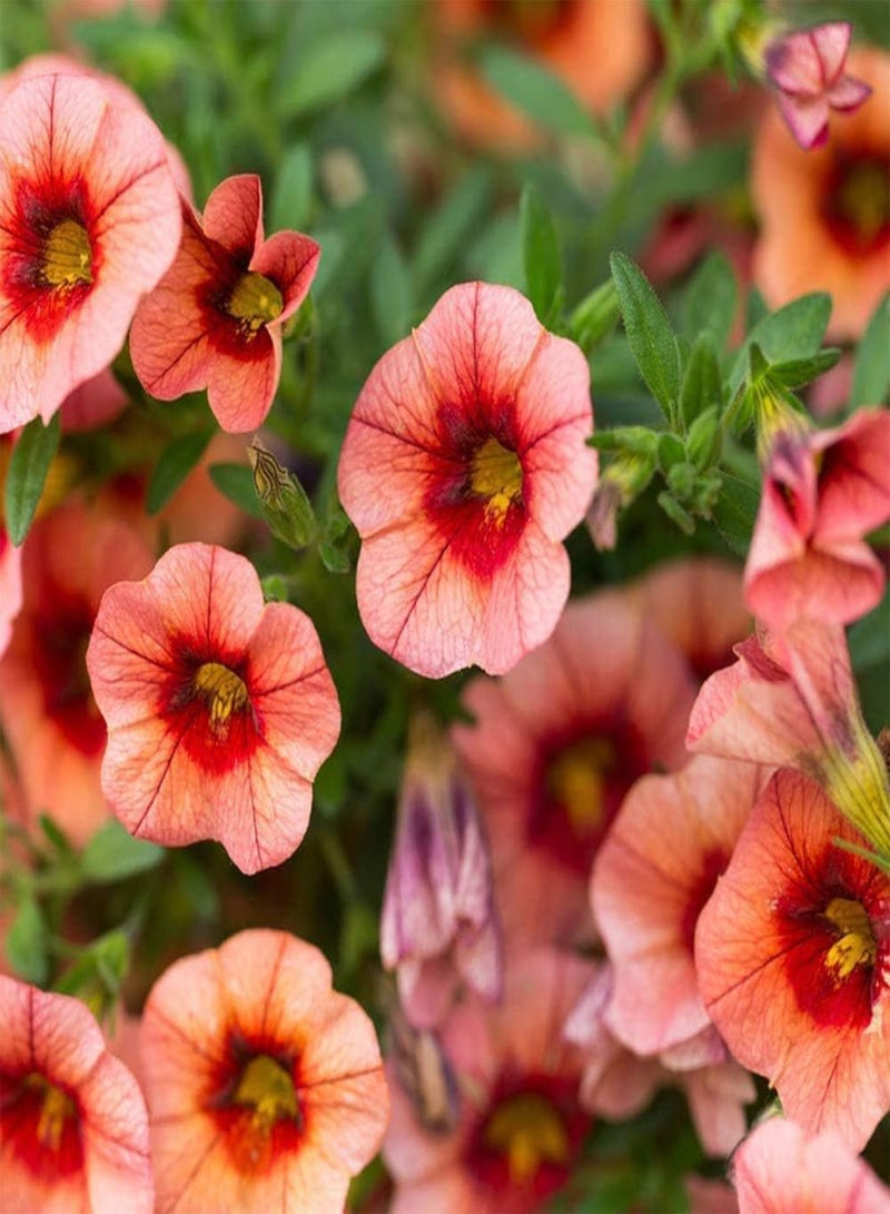 جي جوت 100 قطعة روز زادن أروماتيش لاندشاب ديكوراتي تريكت فليندرز بيجين ويجد جيبلانت ستراليت تشارمانت أروما لاندليك لاندشاب - Image 2