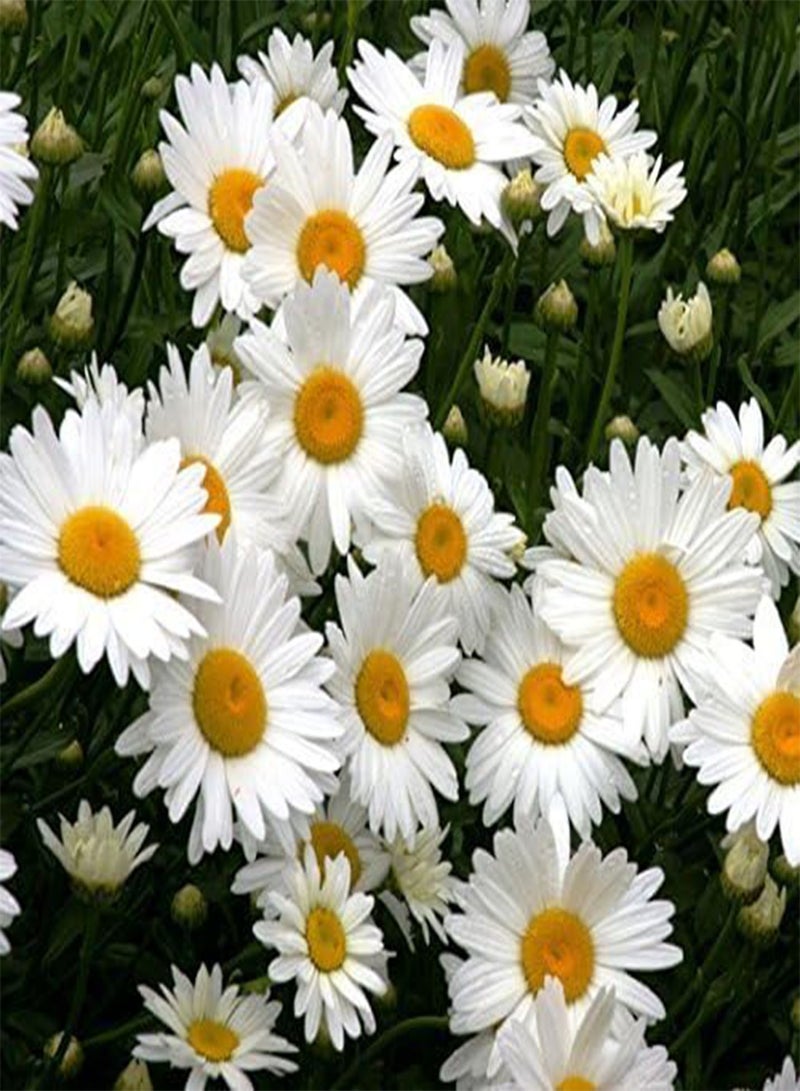 GGOOT Flower Daisy Shasta Alaska 20 Non-GMO, Heirloom Seeds - Image 1