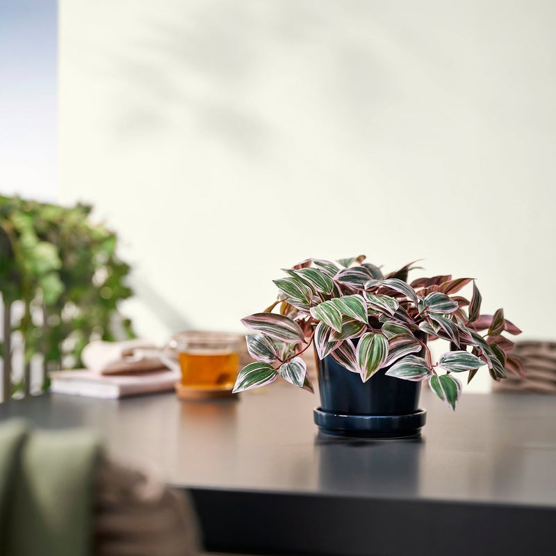 FEJKA Artificial Potted Plant, Green/Lilac Foliage, 12 cm Pot, Indoor/Outdoor - Image 3
