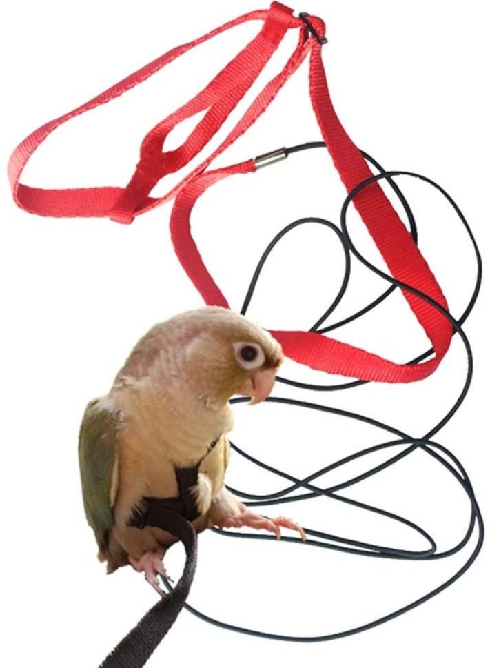 Petsary Pet Bird Harness and Leash with Buckle - Safe Parrot Leash - Pet Harness - Outdoor Adjustable Anti Bite Training Rope for birds -  Elasticated leash - Image 1