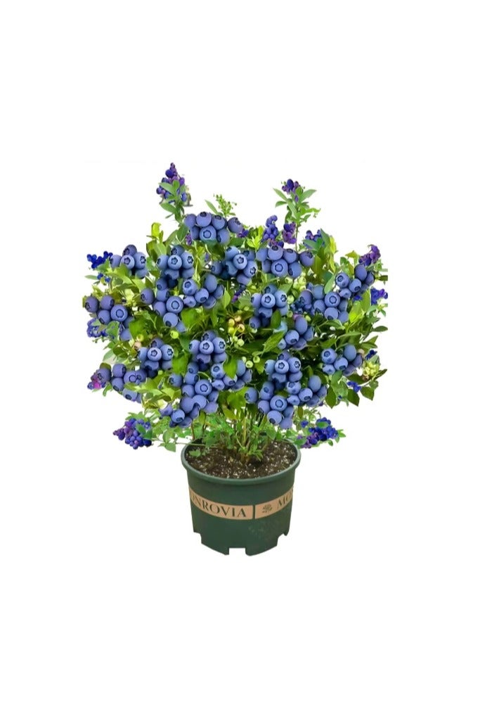 200 قطعة من بذور التوت الأزرق للزراعة - Image 1