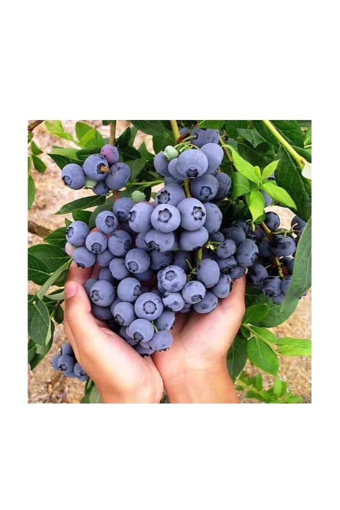 200 قطعة من بذور التوت الأزرق للزراعة - Image 2