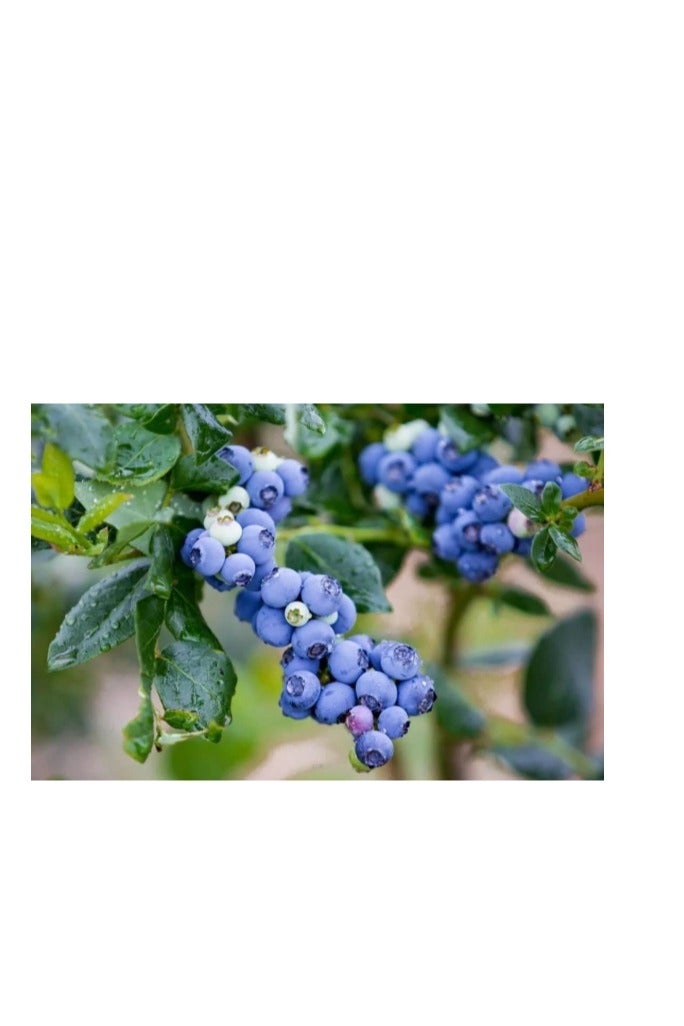 200 قطعة من بذور التوت الأزرق للزراعة - Image 3