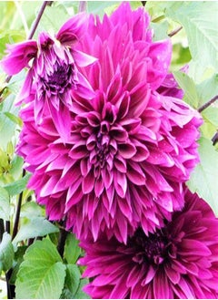 Dahlia Seeds/Perennial Plants/Extraordinary Flowers/Can be Planted All Year Round/Long Flowering period-55 PCS,b