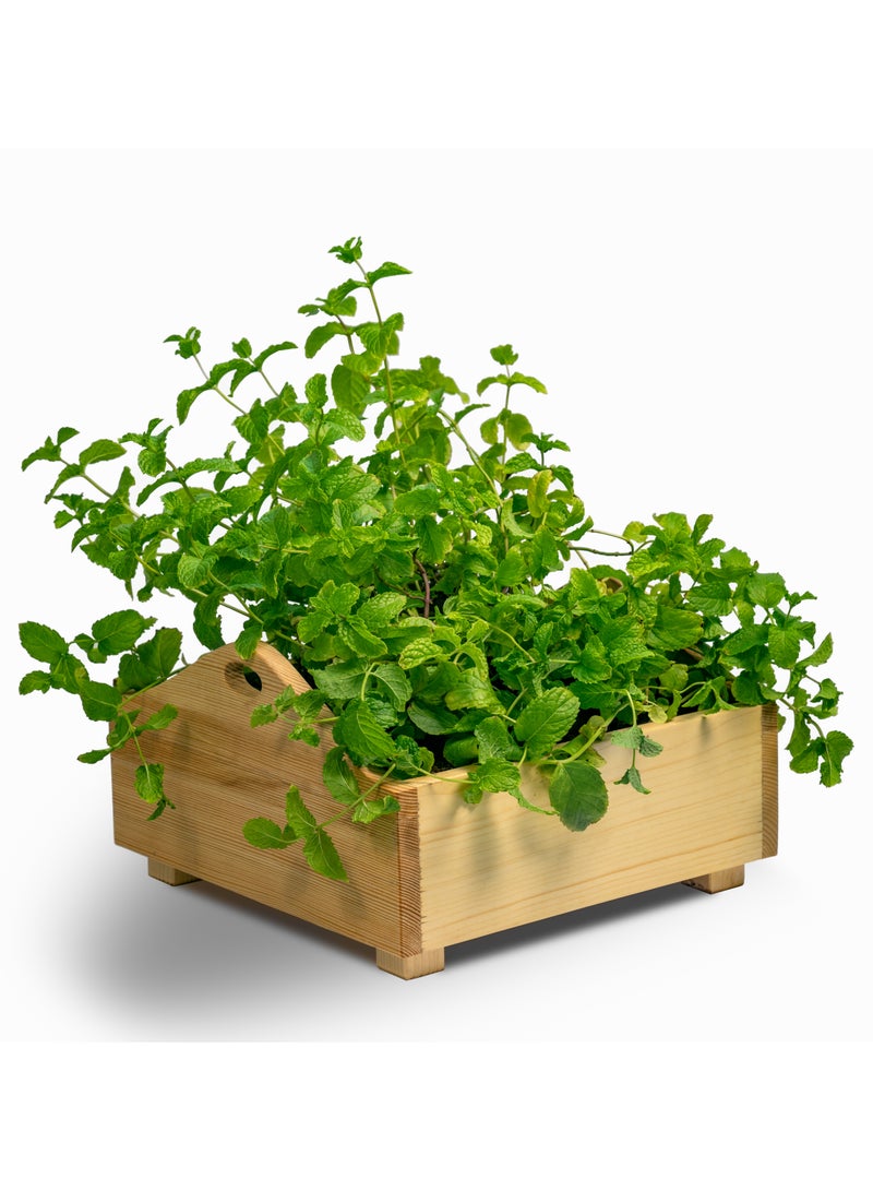 Sunshine Wooden Planter, 1 Foot x 1 Foot, grow plants in this decorative planter, starter kit to grow flowers, herbs, microgreens, desk decor. Planter for indoors and outdoors. - Image 1