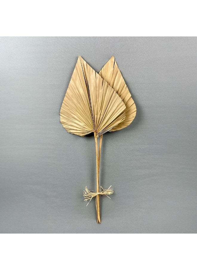 DANUBE HOME Danube Home Fleur Palm Spear Jumbo Leaf Natural - 60Cm Preserved Flower Decorations For Home Decor Elegant Brown Dried Flowers Timeless Home Decor Collection Decorative Home Accessories 