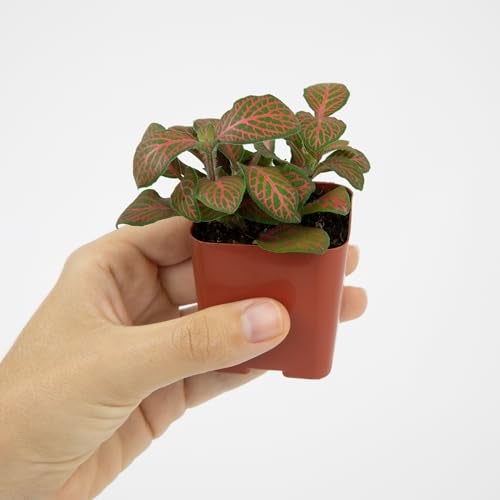 Plants for Pets Easy to Grow Houseplants (6PK), Live House Plants in Plant Containers, Growers Choice Plant Set in Planters with Potting Soil Mix, Home Decor Planting Kit or Outdoor Garden Gifts by Plants for Pets - Image 4