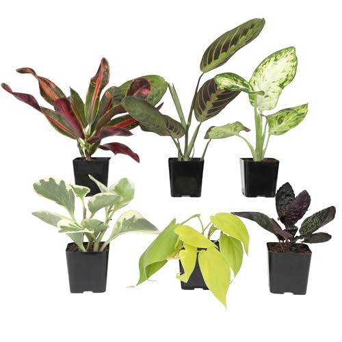 Plants for Pets Easy to Grow Houseplants (6PK), Live House Plants in Plant Containers, Growers Choice Plant Set in Planters with Potting Soil Mix, Home Decor Planting Kit or Outdoor Garden Gifts by Plants for Pets - Image 1