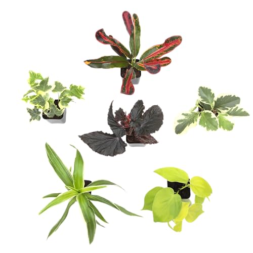 Plants for Pets Easy to Grow Houseplants (6PK), Live House Plants in Plant Containers, Growers Choice Plant Set in Planters with Potting Soil Mix, Home Decor Planting Kit or Outdoor Garden Gifts by Plants for Pets - Image 5