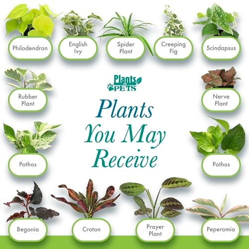 Plants for Pets Easy to Grow Houseplants (6PK), Live House Plants in Plant Containers, Growers Choice Plant Set in Planters with Potting Soil Mix, Home Decor Planting Kit or Outdoor Garden Gifts by Plants for Pets - Image 2