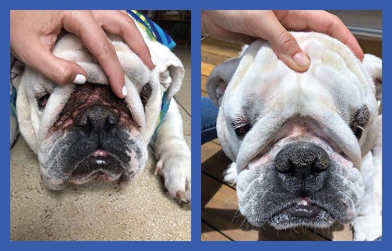 Squishface Wrinkle Paste - 2 Pack - Bulldog, French Bulldog, Pug, English Bulldog – Cleans Wrinkles, Tear Stain, Tail Pockets, and Paws – Anti-Itch Tear Stain Remover & Bulldog Wrinkle Cream, 2 Oz. - Image 3