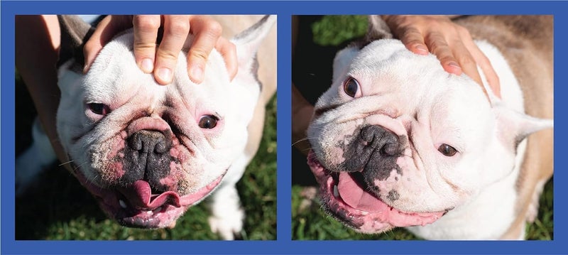 Squishface Wrinkle Paste - 2 Pack - Bulldog, French Bulldog, Pug, English Bulldog – Cleans Wrinkles, Tear Stain, Tail Pockets, and Paws – Anti-Itch Tear Stain Remover & Bulldog Wrinkle Cream, 2 Oz. - Image 5
