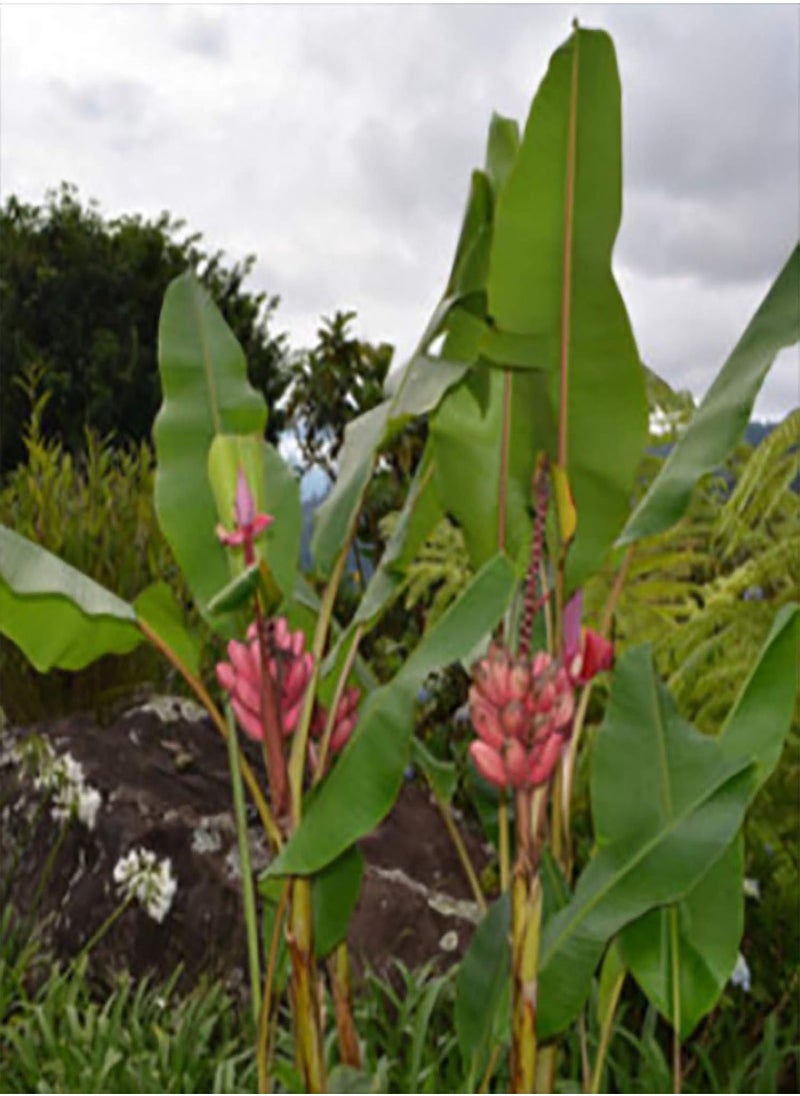 100Pcs Red Banana Seeds Sweet Delicious Fruit Tree Plants Outdoors Garden Decor - Flower Seeds Vegetable Seeds Fruit Seeds Garden Plant Seeds - pzsku/Z1E3383B6785A4C82C424Z/45/_/1733997866/77d90e28-8f73-4b22-9aa7-23eba0c5b590