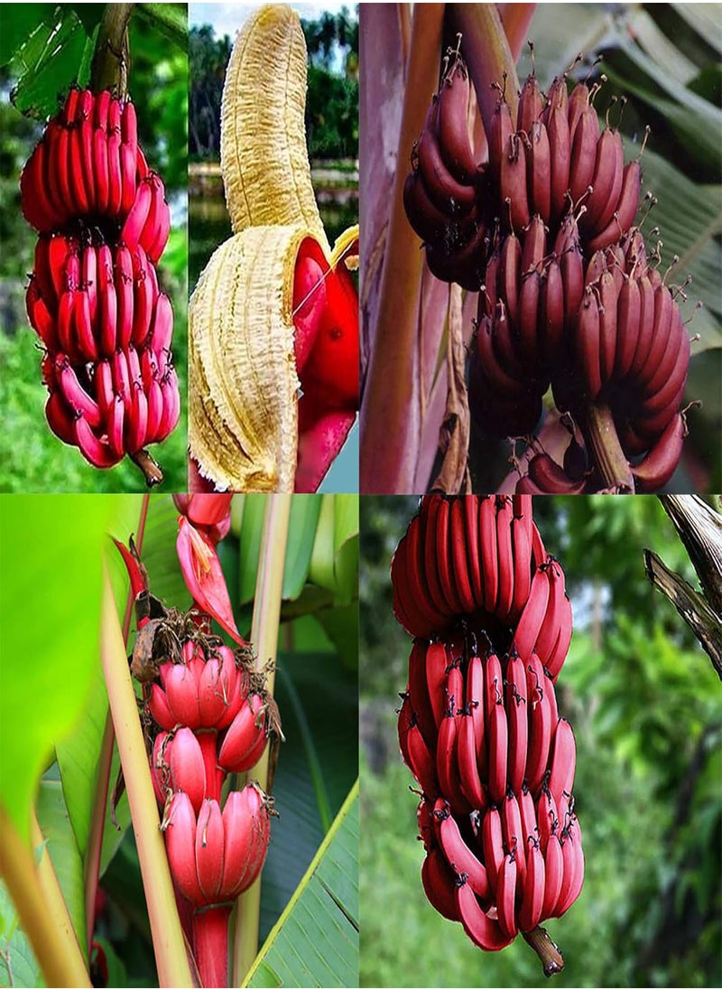 100Pcs Red Banana Seeds Sweet Delicious Fruit Tree Plants Outdoors Garden Decor - Flower Seeds Vegetable Seeds Fruit Seeds Garden Plant Seeds - pzsku/Z1E3383B6785A4C82C424Z/45/_/1733997868/64cf6e9d-f1eb-49d0-8d94-bbda85772990